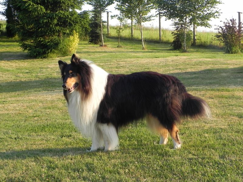 Rough Collie