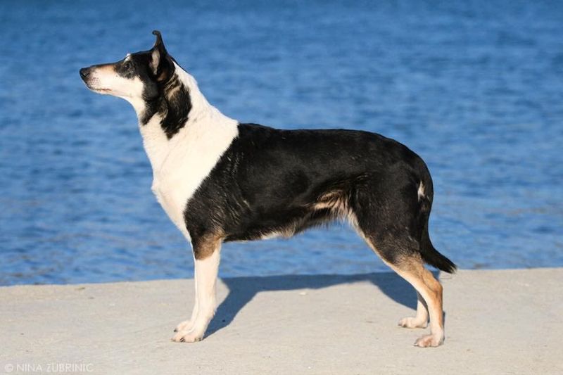 Smooth Collie
