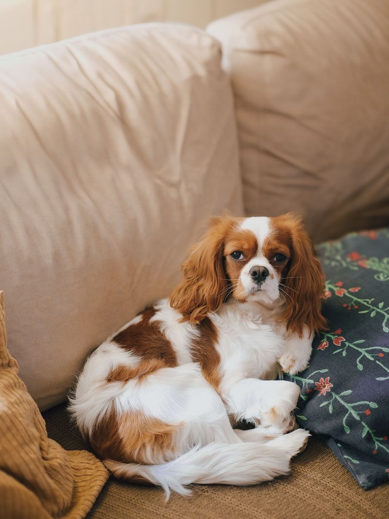 Want a dog that doesn't treat every window like a security checkpoint? Start with these calmer breeds 5 Cavalier King Charles Spaniel: The Cozy Sidekick