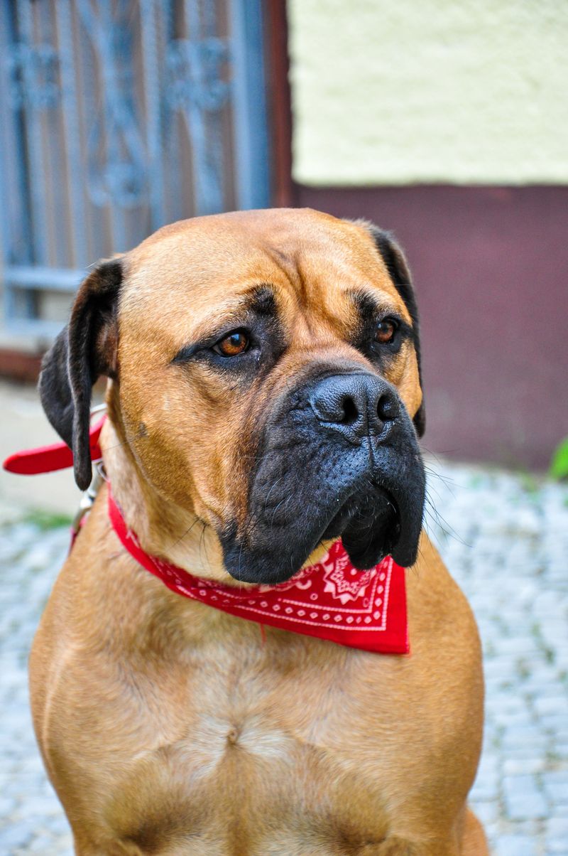 Some dogs keep strangers at a distance - Then completely change around their family 13 Bullmastiff
