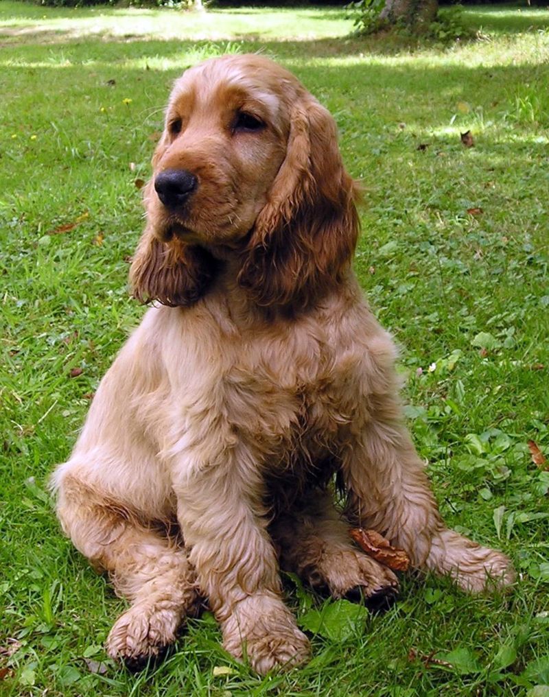 English Cocker Spaniel