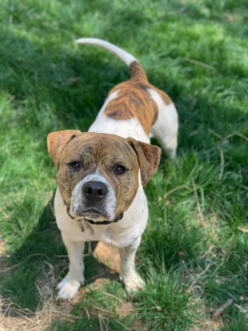 American Staffordshire Terrier