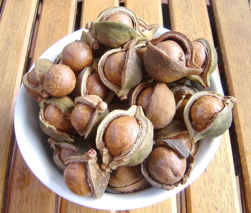 Macadamia nuts
