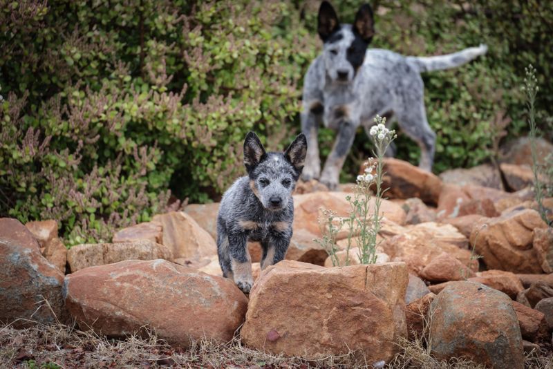 Some dog breeds recover quickly because resilience is simply part of who they are 5 Australian Cattle Dog