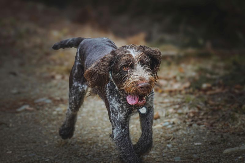 German Wirehaired Pointer