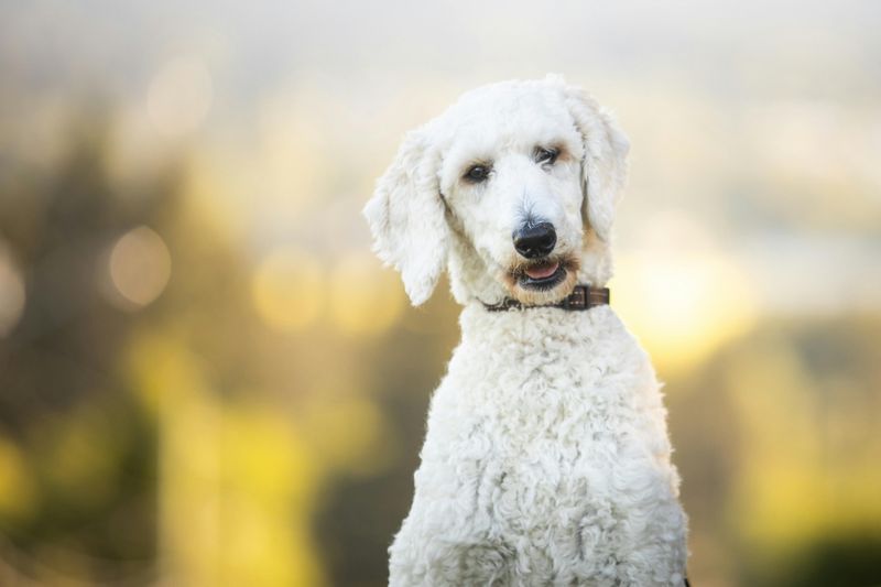 Standard Poodle