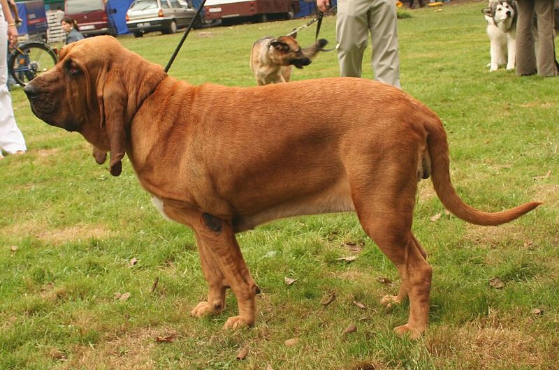 Call them old-fashioned if you want - Owners of these breeds rarely seem eager to switch 12 Bloodhound