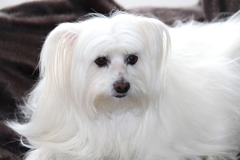 Maltese