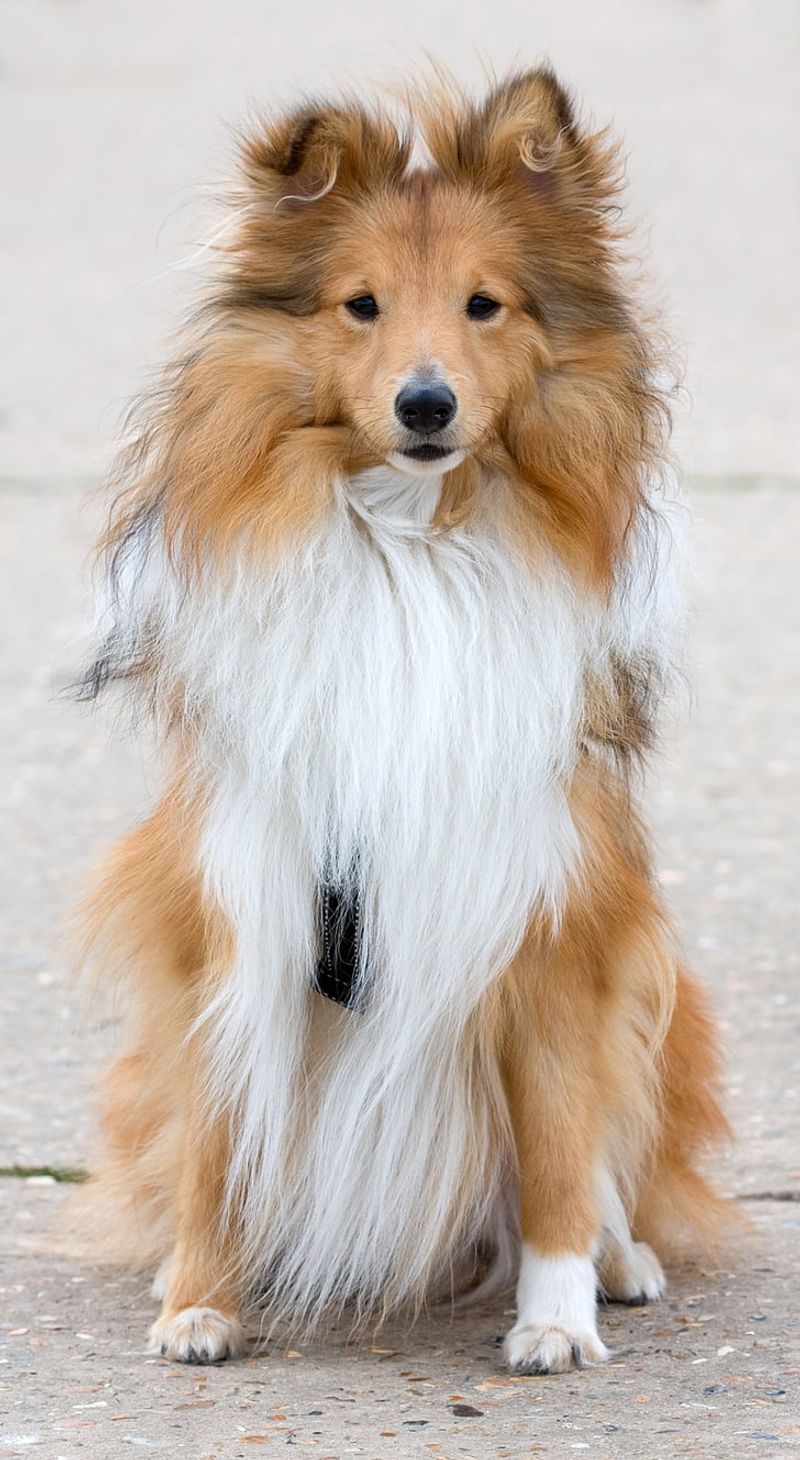 Canine Anxiety Content Is Peaking - 12 Breeds That Keep Showing Up in “Calming Protocol” Threads 2 Shetland Sheepdog