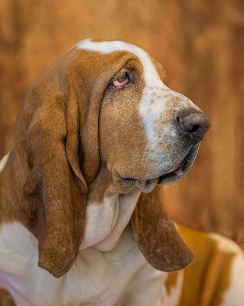 Prefer peaceful evenings to crowded gatherings? These breeds may understand the assignment 3 Basset Hound - The Low-Key Detective