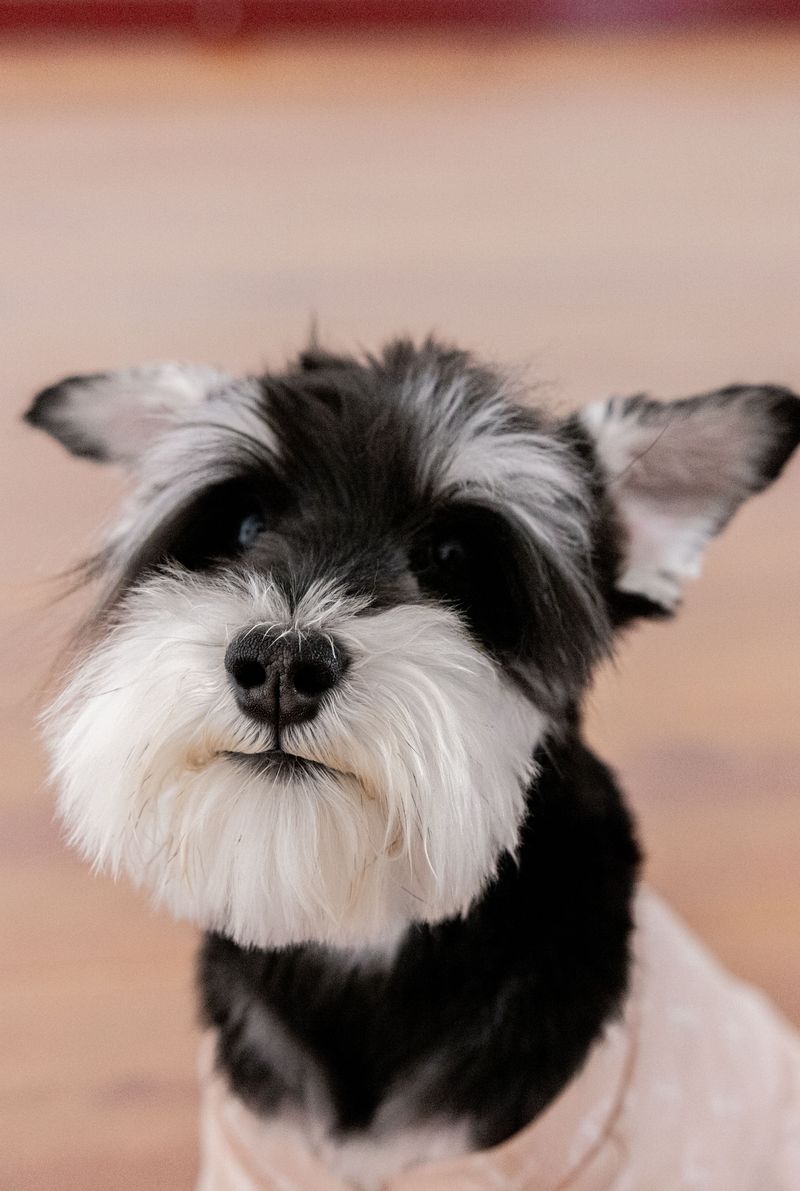 First impressions get these dog breeds wrong surprisingly often 9 Miniature Schnauzer