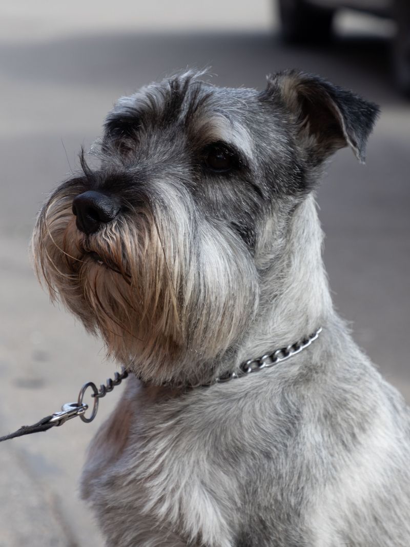 These dog breeds often stay level-headed no matter what's happening around them 4 Standard Schnauzer