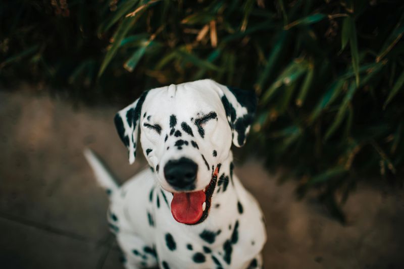 Dalmatian