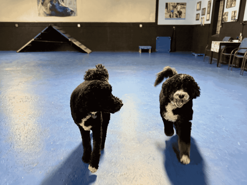 11 safe ways to help your dog meet other dogs 11 Introduce one dog at a time