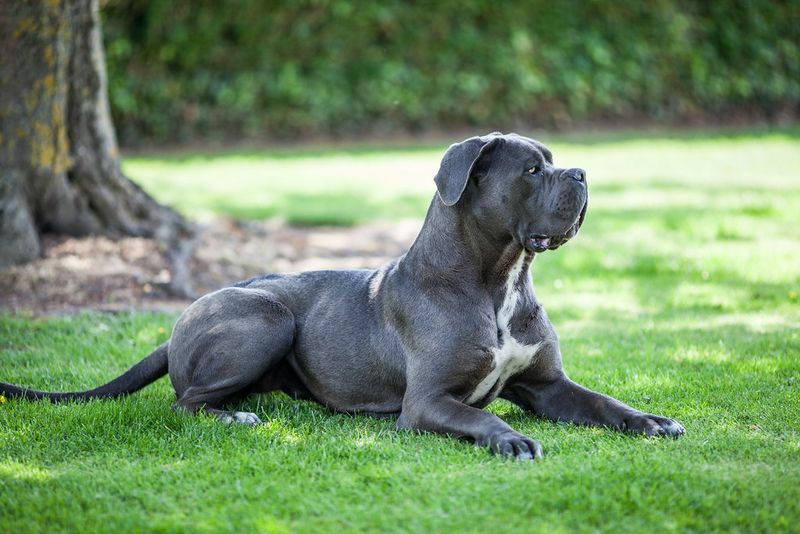 People Say “Guard Dog” Like It’s One Thing - 10 Breeds That Protect in Totally Different Ways 5 Cane Corso