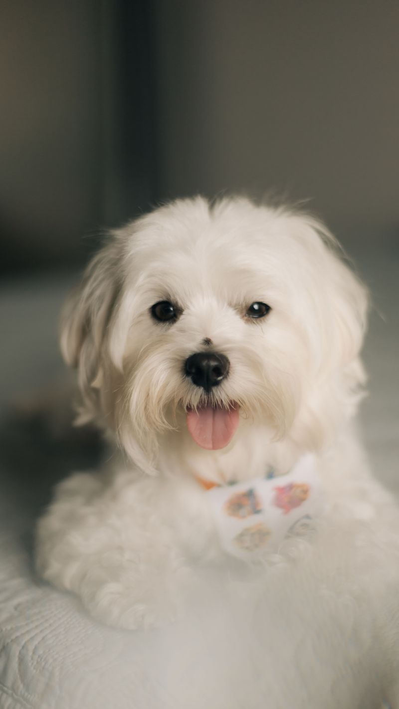Live alone? These dogs may make you forget what an empty house used to feel like 5 Maltese