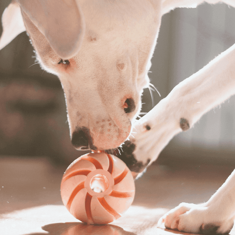These 15 Dog Toys Can Boost Brain Power, According to Vets 2 Interactive Treat Puzzle Feeder