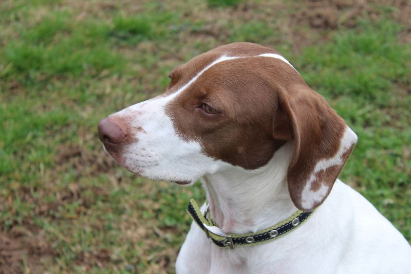 These 11 Dog Breeds Are Being Noticed for Their Natural Calm Presence 6 Old Danish Pointer