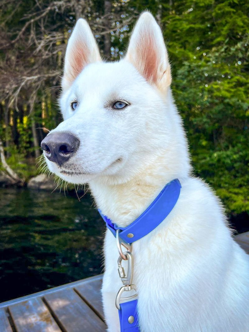 10 must-pack dog travel essentials that make every trip smoother 5 Collar with ID tags