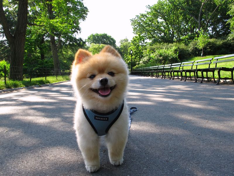 Pomeranian