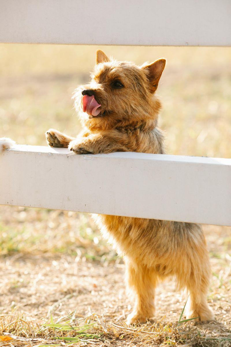 27 Compact Dog Breeds That Stay Close and Loyal to Their Families 23 Norfolk Terrier