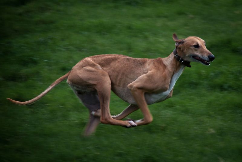 Greyhound