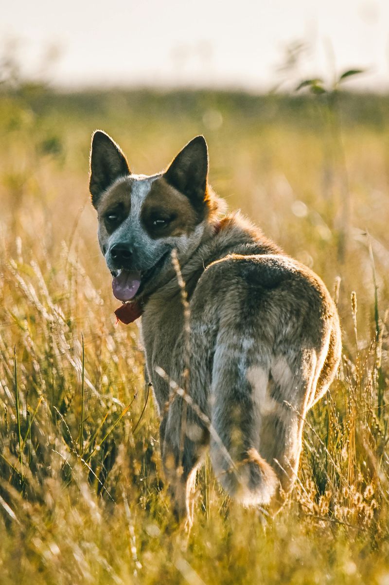 11 dogs whose natural instincts make them exceptional workers 2 Australian Cattle Dog
