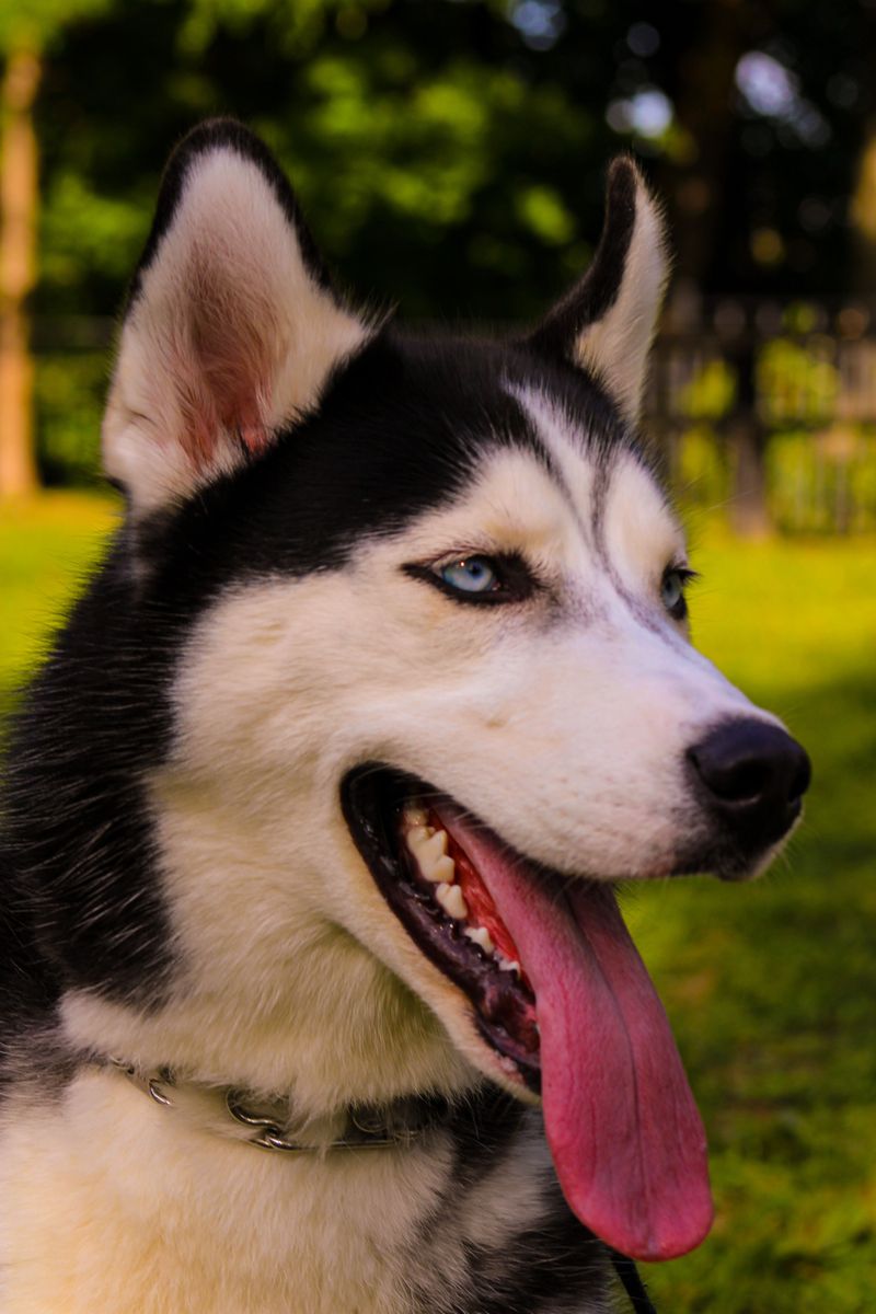 10 dogs that may choose an exciting scent over your voice - plus 2 that are often more handler-focused 6 Siberian Husky, Born to Roam