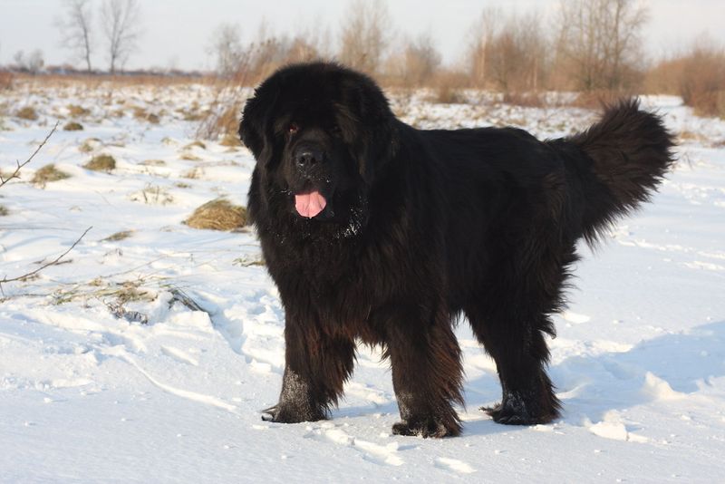 Looking for a calm companion? These dog breeds value quiet moments together 2 Newfoundland