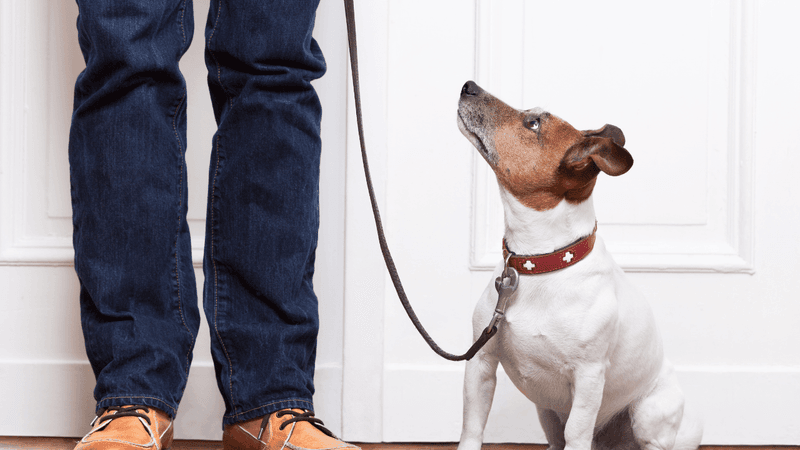 Male or female? These 11 differences may matter more than most adopters realize 9 Training responsiveness varies by individual and breed