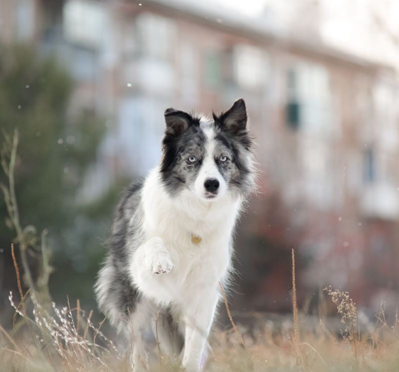 Border Collie