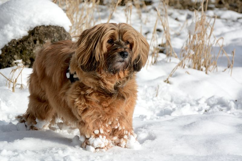 Lhasa Apso