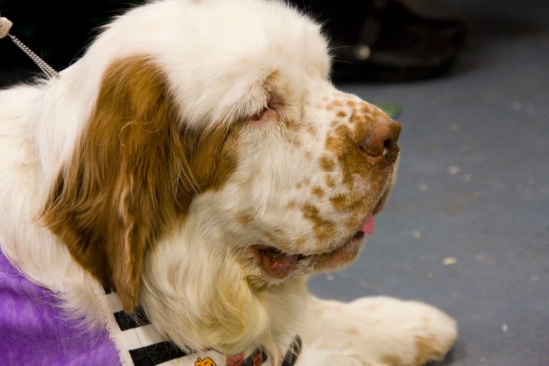 17 dog breeds that win people over fast without doing anything dramatic 15 Clumber Spaniel