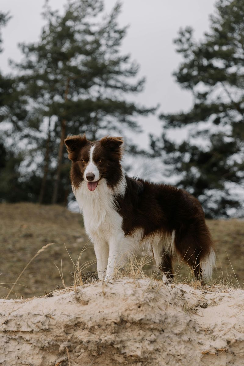 Border Collie