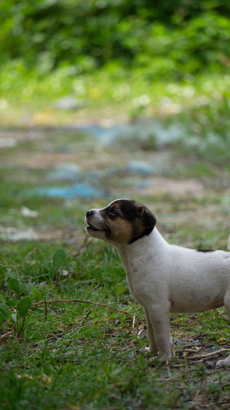 13 escape-artist dog breeds that constantly keep owners on alert 5 Jack Russell Terrier
