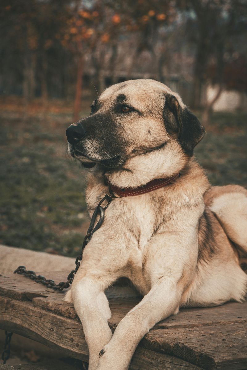 12 peaceful dogs with nighttime instincts that make owners feel safe 4 Anatolian Shepherd