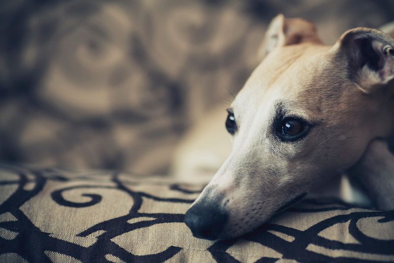 These 11 dogs are quietly winning over people who once avoided dogs 8 Whippet