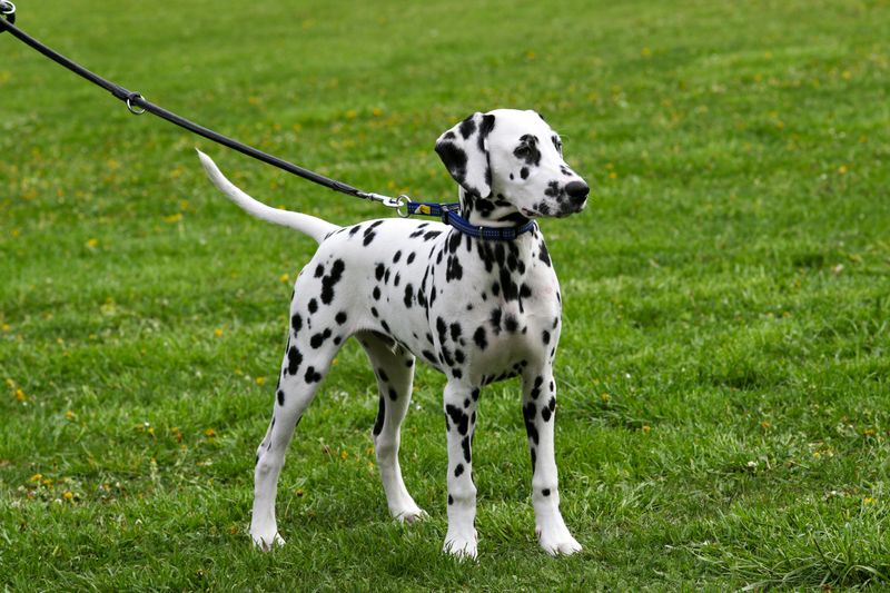 Retractable leash debates are back - these 10 breeds are mentioned the most 8 Dalmatian