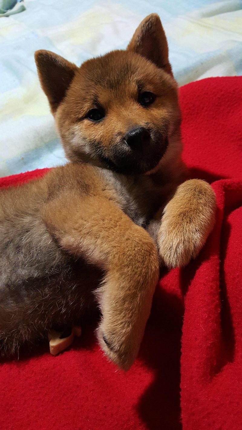 These dogs can enjoy the whole household while making their favorite human painfully obvious 7 Akita