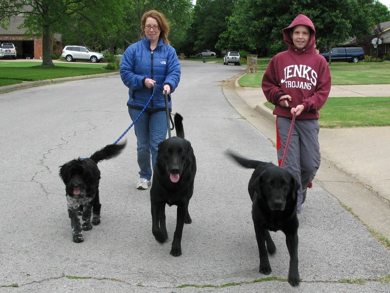 Portuguese Water Dog