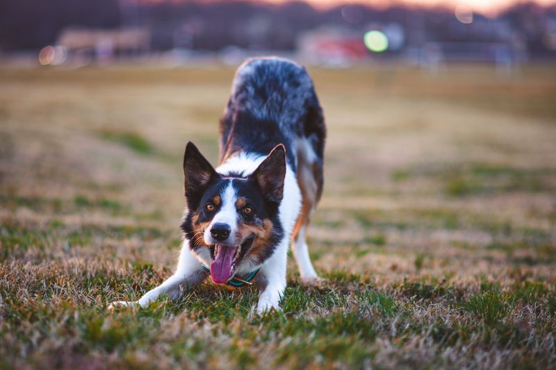 Border Collie