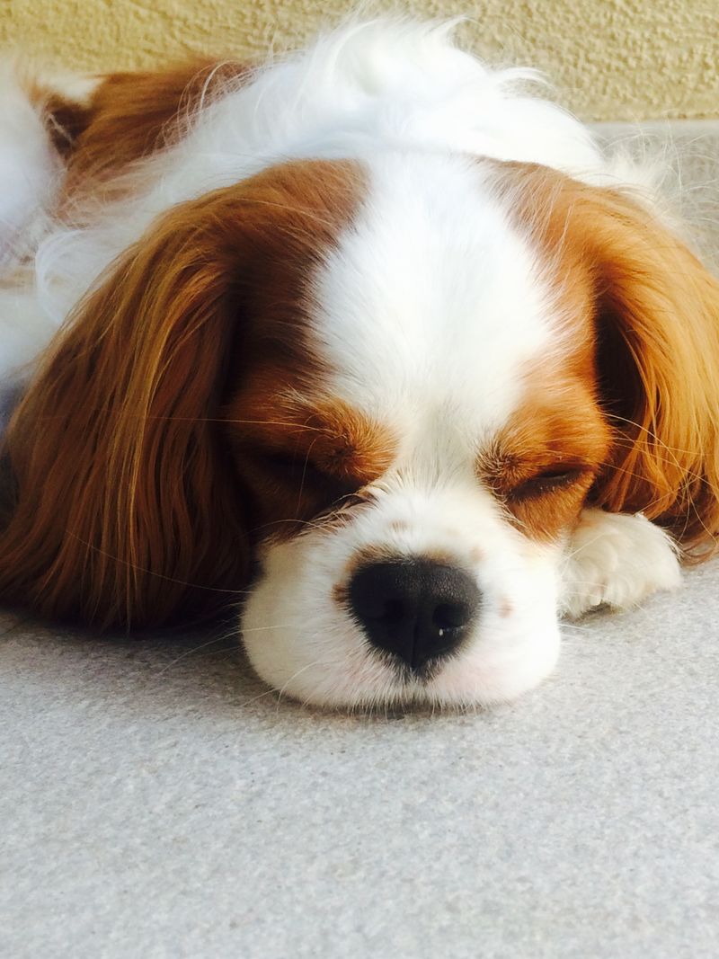 14 dogs built for slow mornings and quiet evenings 7 Cavalier King Charles Spaniel