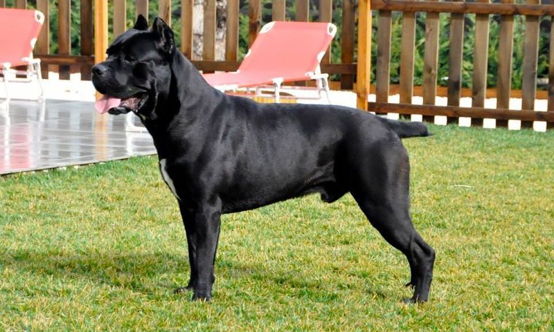 "Retractable Leashes Should Be Banned” Is Blowing Up Again - 13 Breeds Most Mentioned in Injury Horror Stories 3 Cane Corso