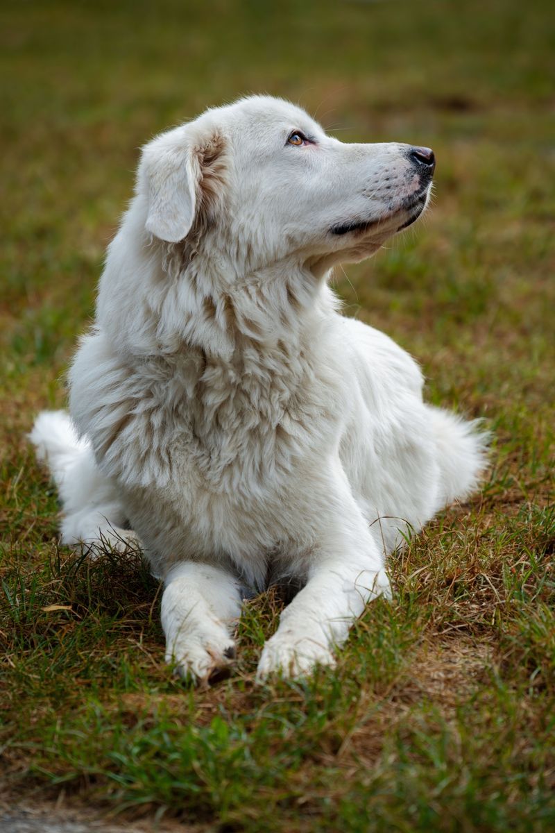 These working breeds combine strong physiques with histories of tackling demanding jobs 11 Great Pyrenees: Night Shift Protector
