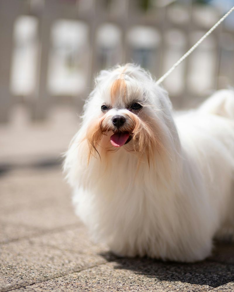 17 dog breeds that choose stability over excitement every time 11 Maltese