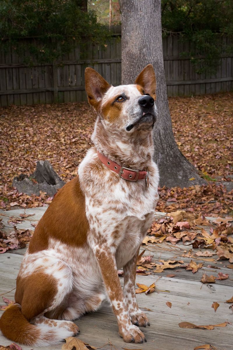 Loving these 13 dog breeds is easy - keeping up with everything they require can be the real test 6 Australian Cattle Dog