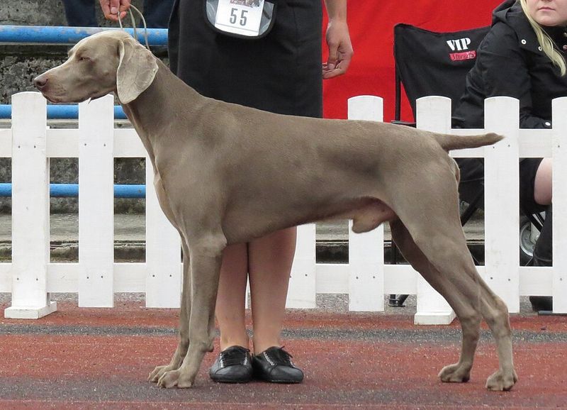 Before choosing one of these breeds, think seriously about how often your house will be empty 2 Weimaraner