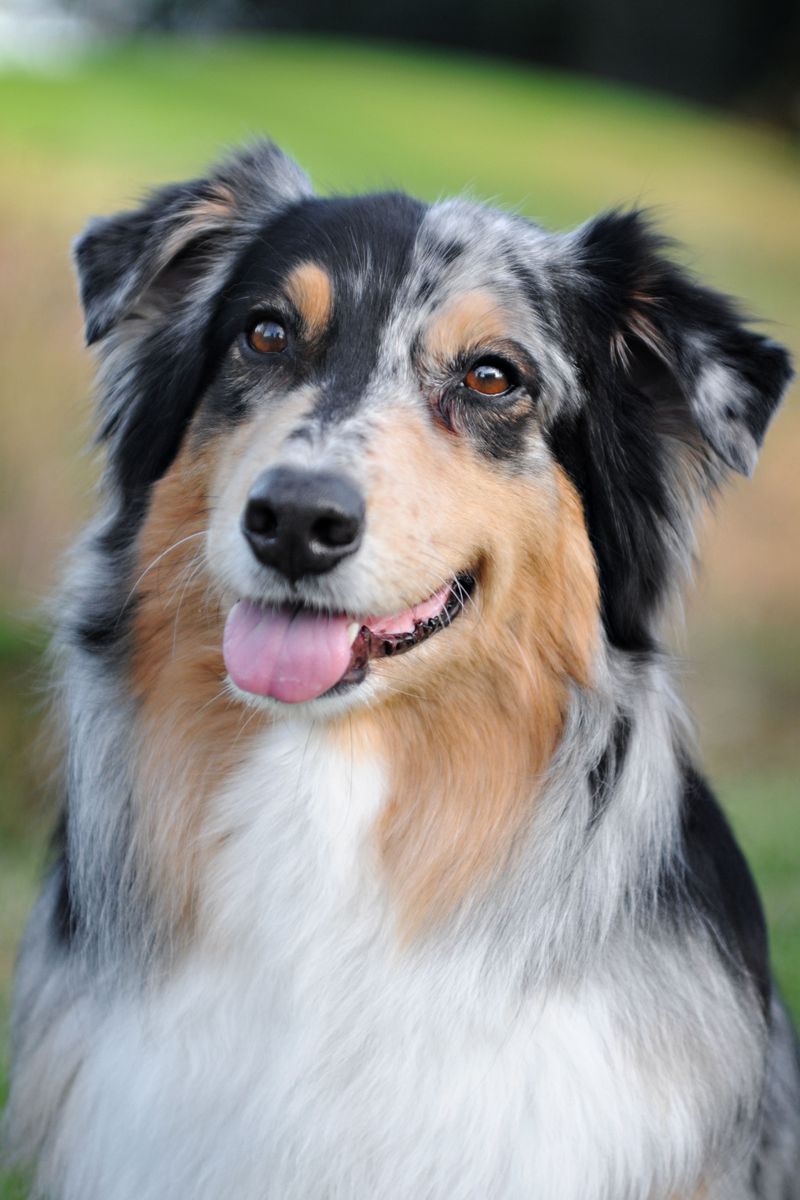 12 impressive dog breeds that can struggle with ordinary home life - plus 3 that adapt with less drama 6 Australian Shepherd
