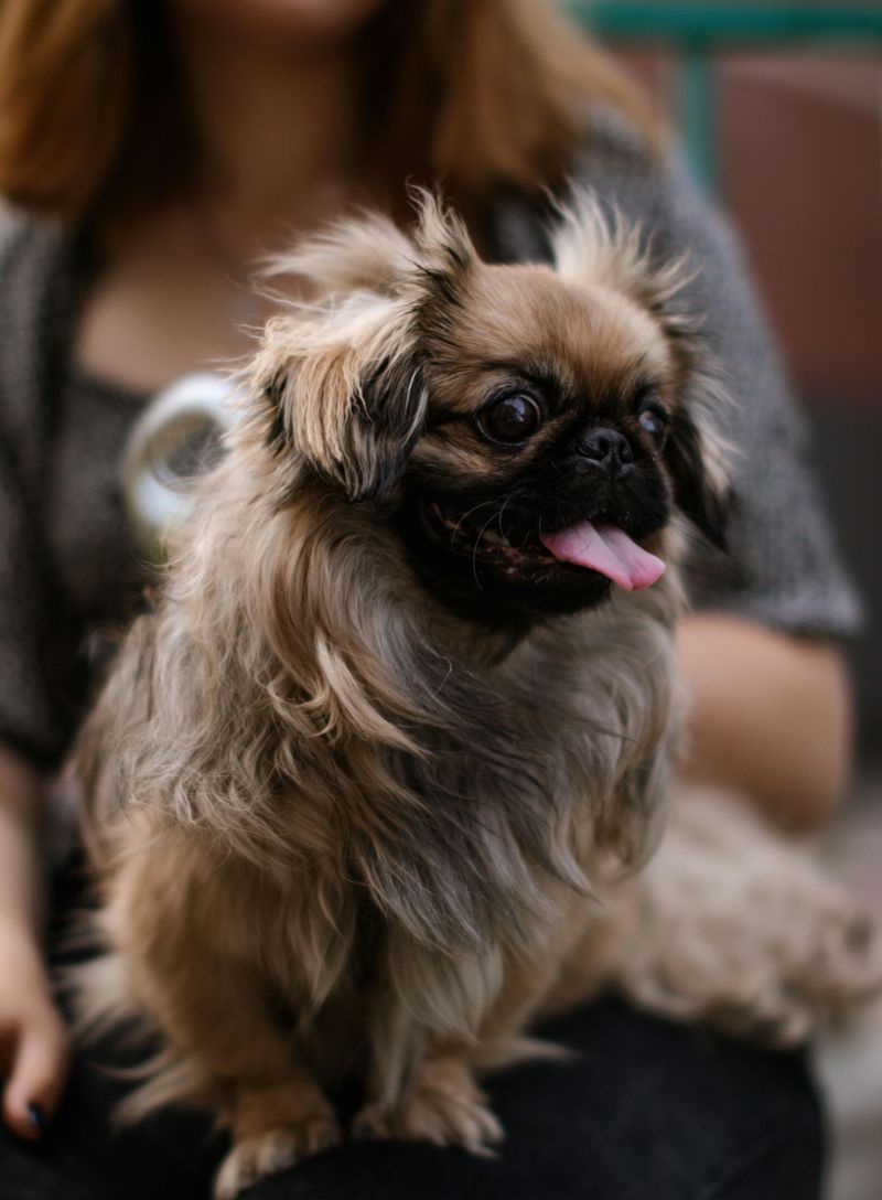 The world’s 15 tiniest dog breeds 12 Pekingese