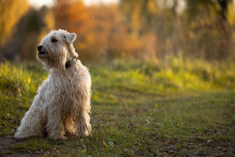 Choosing the right diet matters even more for these sensitive dog breeds 8 Soft Coated Wheaten Terrier